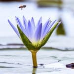 bee and lotus brighter 300 square Bee and lotus symbol of meditation